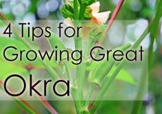 4 Tips for Growing Better Okra