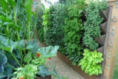 
                    
                        Ideas for Small Gardens - Growing Vegetables Vertically, another great read from growveg.com
                    
                