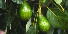 
                    
                        8 avocado hacks every guac lover needs to know.
                    
                