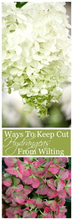 
                    
                        HOW TO KEEP CUT HYDRANGEAS FROM WILTING Easy ways to keep hydrangea blooms fresh and full!
                    
                