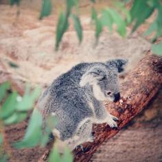 
                    
                        Koala / The ultimate itinerary for a trip around Australia! / A Globe Well Travelled
                    
                