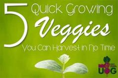 
                    
                        5 Quick Growing Veggies You Can Harvest In No Time
                    
                