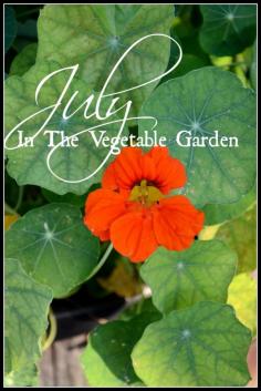 
                    
                        JULY IN THE VEGETABLE GARDEN Lush and productive raised beds with paver walkways
                    
                