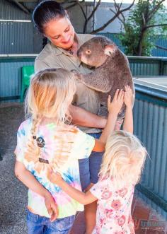 
                    
                        Who wants to meet a Koala in Australia? The Billabong Wildlife Park at Port Macquarie in NSW is a world renowned breeding centre for koalas. Check it out and click inside now for more tips!
                    
                