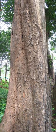 10 Benefits & Uses Of Vijaysar Tree (Pterocarpus Marsupium) & Its Side Effect