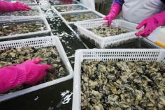 Image result for south korean oysters
